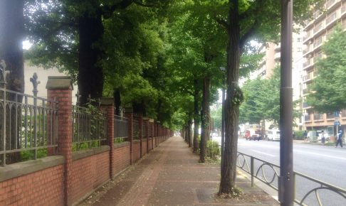 東京大学並木道