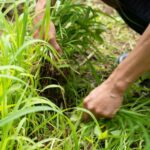 除草作業の様子