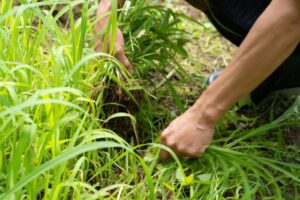 除草作業の様子