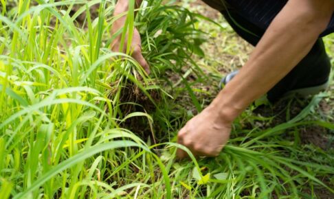 除草作業の様子