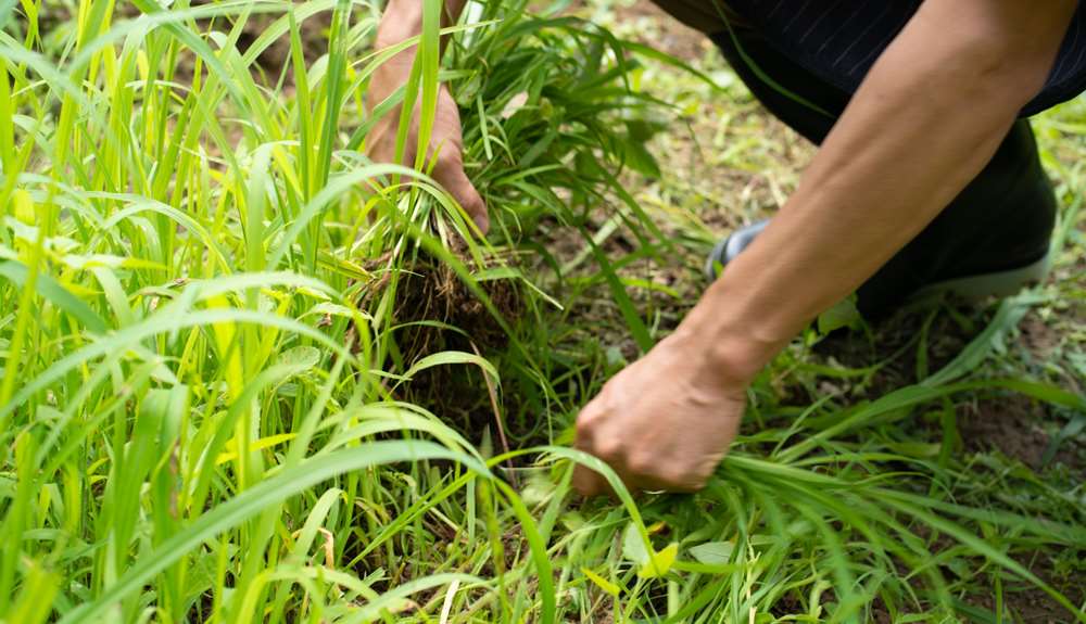 除草作業の様子